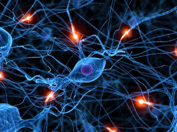Il trapianto di neuroni embrionali può riparare lesioni nel cervello